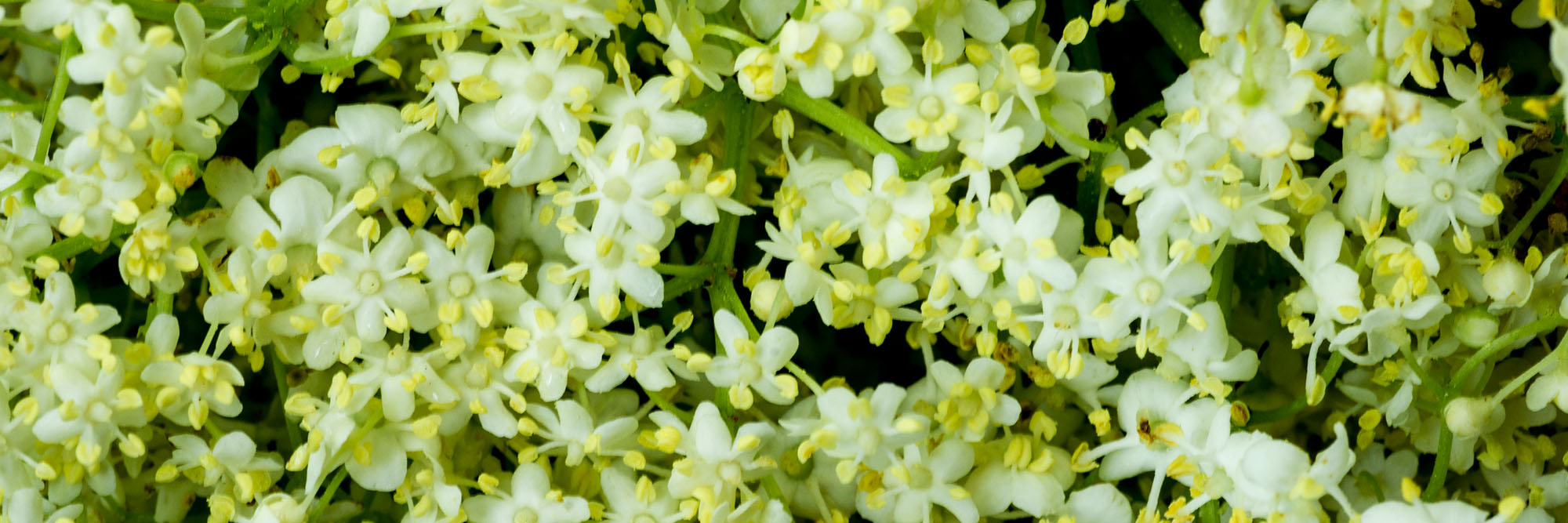 Holunderblüten