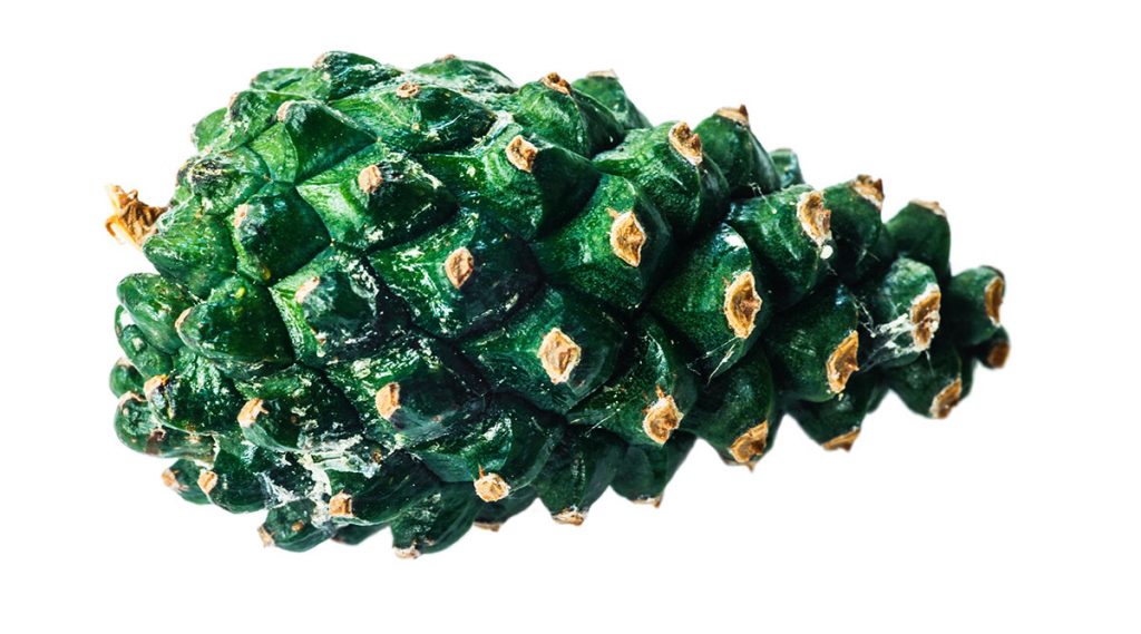 junger, grüner Kiefernzapfen (Pinus sylvestris)