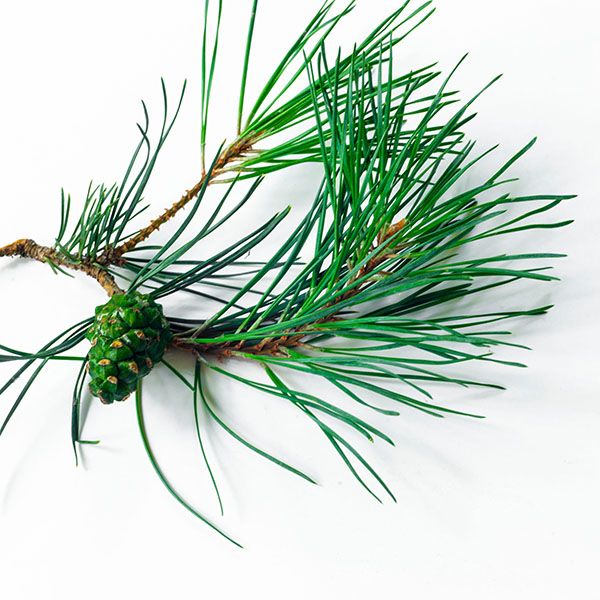Zweig der Waldkiefer (Pinus sylvestris) mit einem grünen Kiefernzapfen