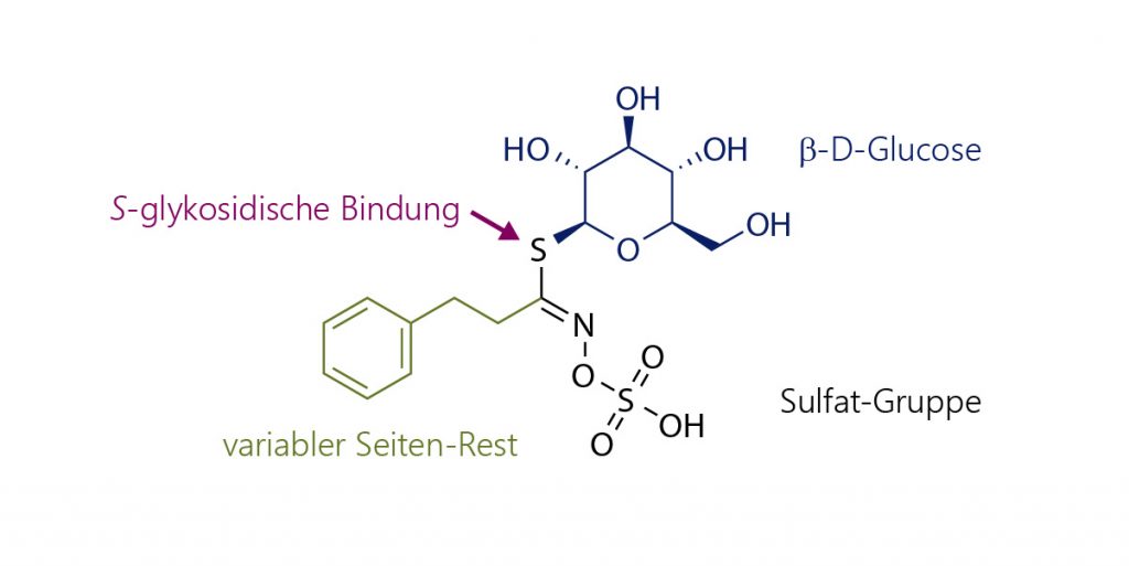 Strukturformel eines Senfölglykosides am Beispiel von Gluconasturtiin (2-Phenethyl-Glucosinolat)