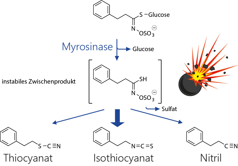 Zündung der Senföl-Bombe: Abbau von Glucosinolaten durch Myrosinase zu Isothiocyanaten, Thiocyanaten und Nitrilen – am Beispiel von Gluconasturtiin.