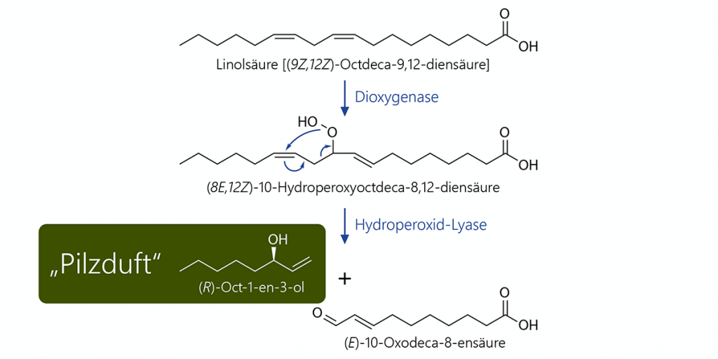 Biosynthese des Pilzduftes (R)-Oct-1-en-3-ol aus Linolsäure