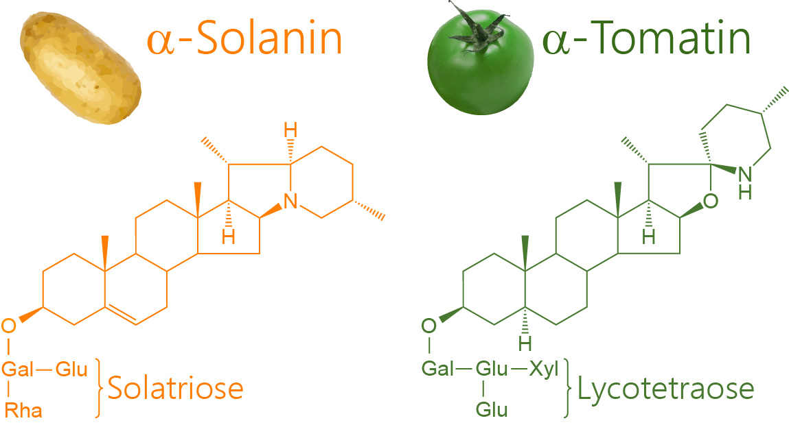 Strukturformeln von Solanin und Tomatidin
