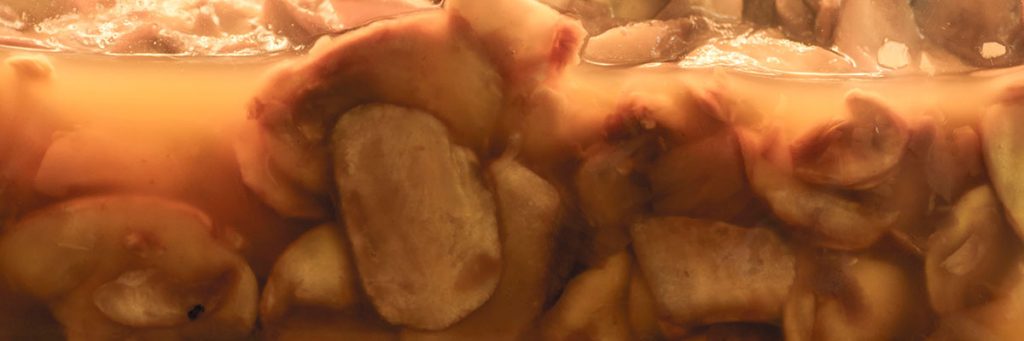 Laktofermentiere Champignons