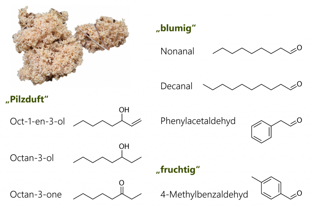 Strukturformeln der flüchtigen Duftstoffe der Krause Glucke (Sparassis crispa)