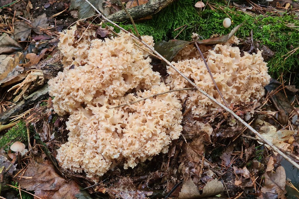 Krause Glucke oder Fette Henne (Sparassis crispa)