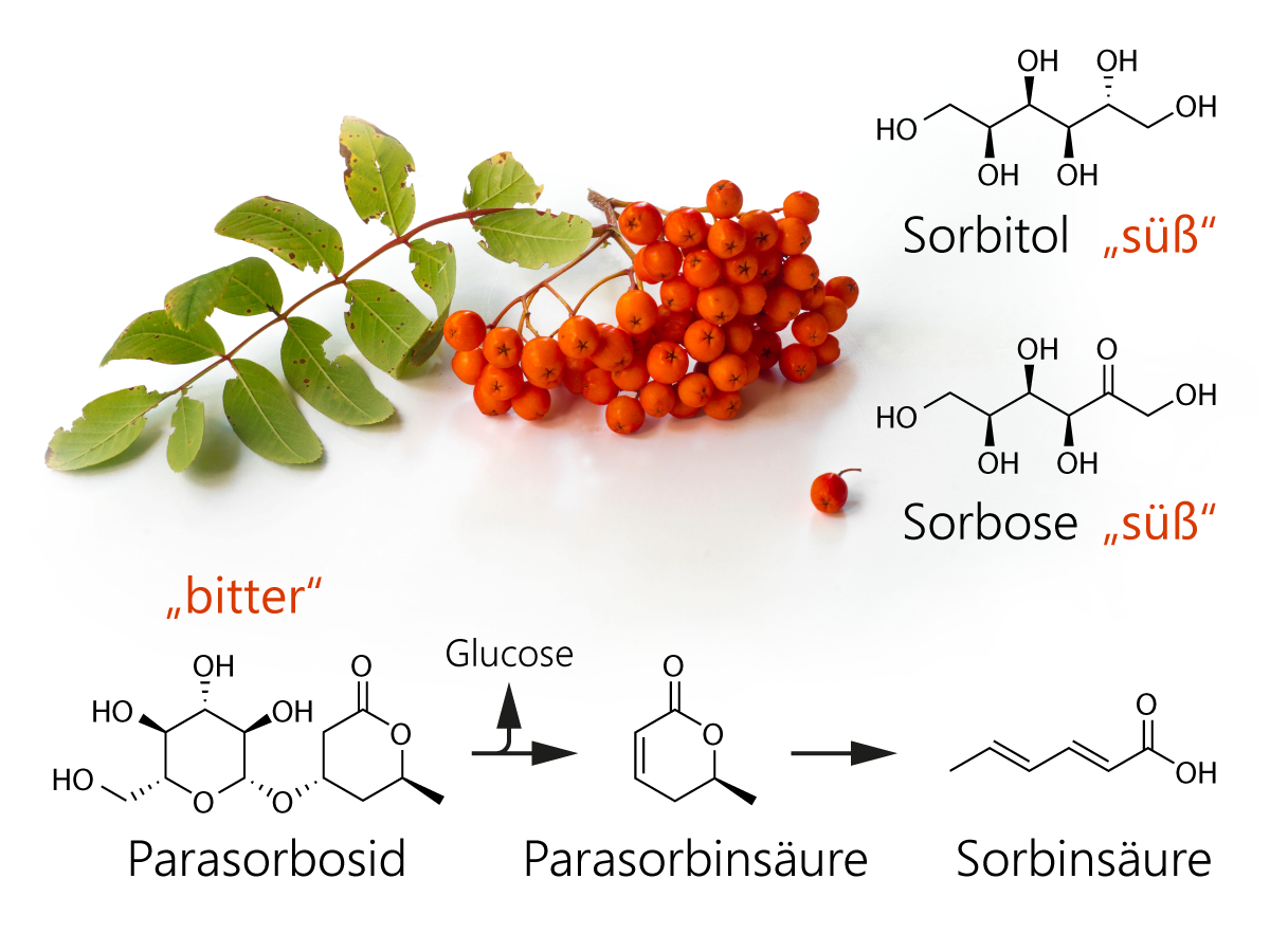 Strukturformeln der Hauptinhaltsstoffe Sorbitol und Sorbose von Vogelbeeren (Sorbus aucuparia) und Umwandlung von Parasorbosid über Parasorbinsäure zu Sorbinsäure.