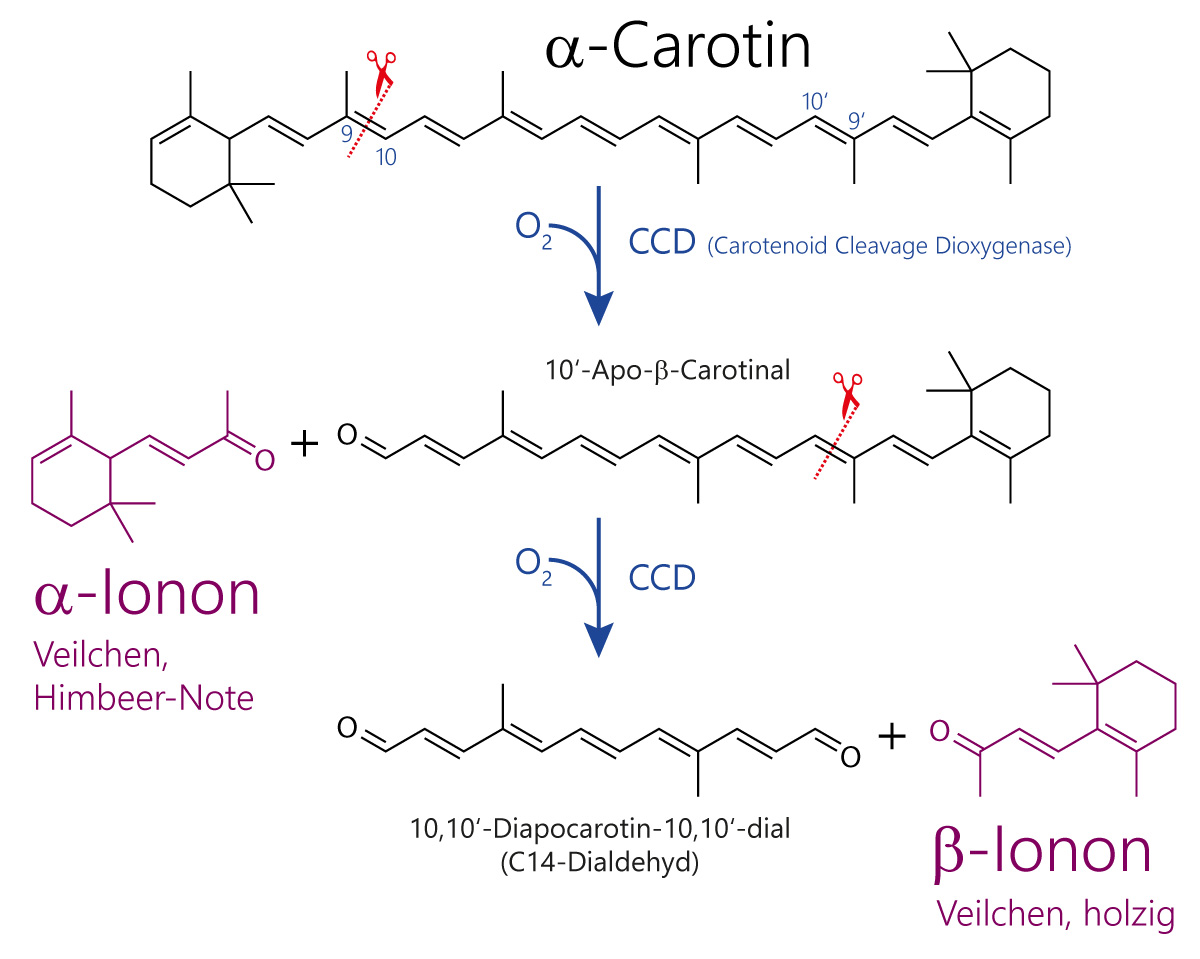 Schema der Biosynthese der Apocarotinoide von alpha-Ionon und beta-Ionon aus alpha-Carotin