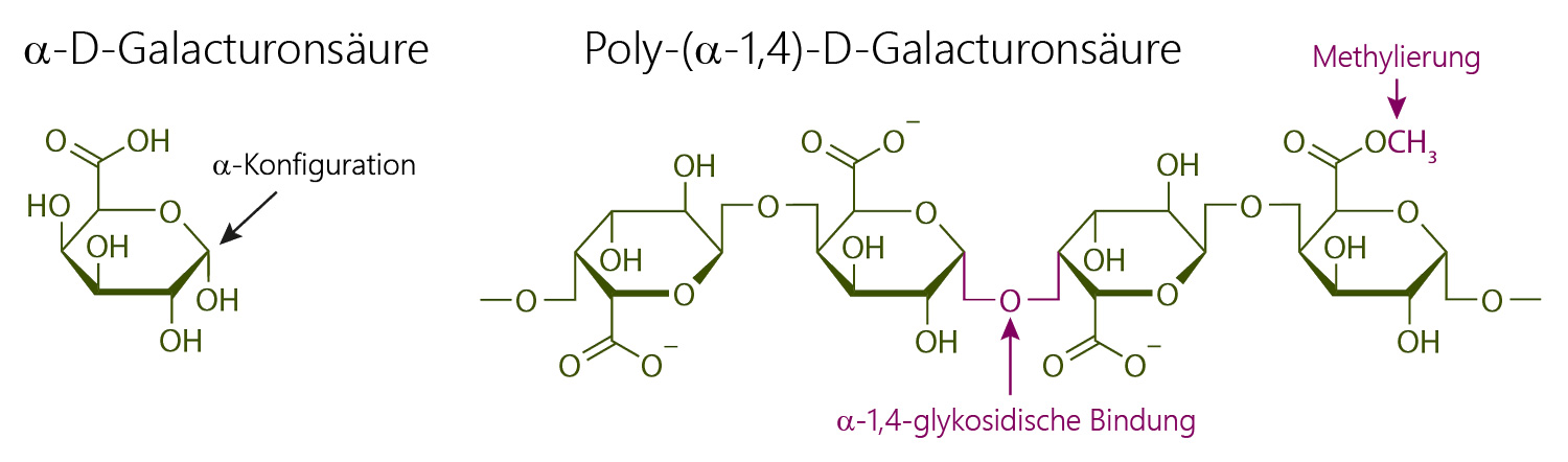 Strukturformelln von alpha-D-galacturonsäure und Poly-(alpha-1,4)-D-Galacturonsäure