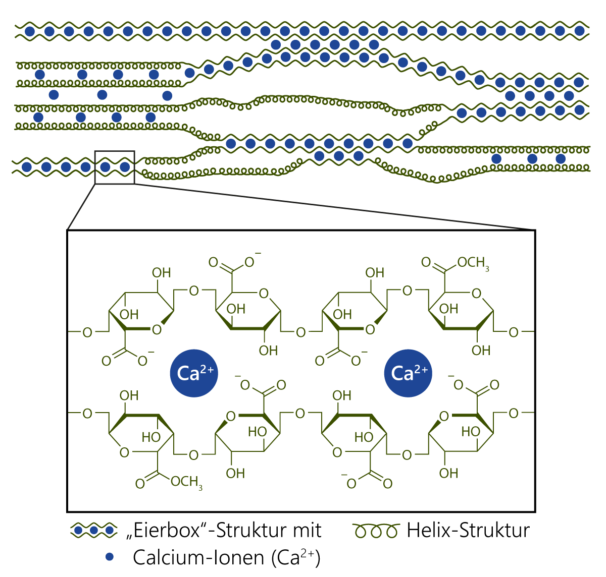 Eierschachtel-Modell (egg box) zur 3-dimentionalen Vernetzung von Pektinketten bei der Gelbildung von Pektinen. Struktur von zwei Poly-(alpha-1,4)-Galacturonsäure-Ketten mit komplexierten zweiwertigen Calciumionen