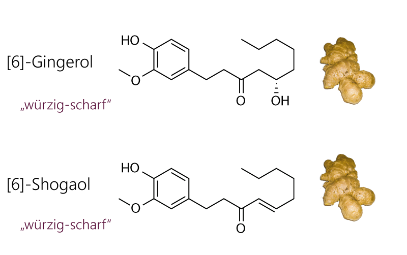 Scharfstoffe von Ingwerpulver. Strukturformeln von [6]-Gingerol und [6]-Shoagol.