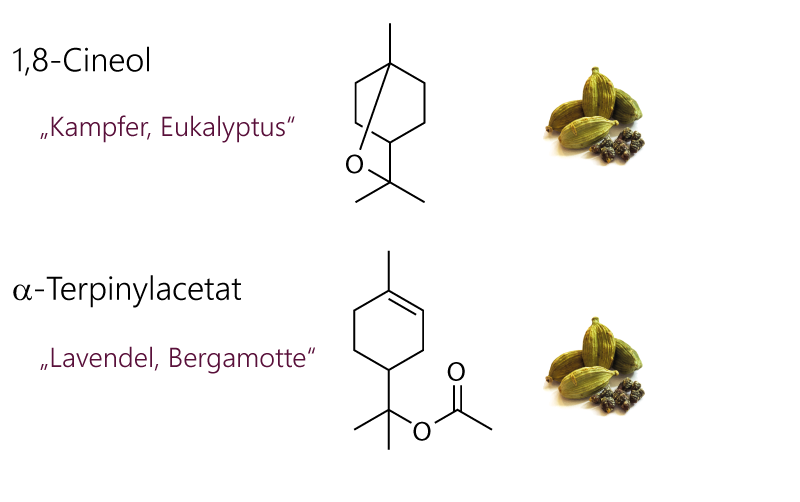 Inhaltstoffe von Lebkuchengewürz. Schlüsselaromen von Grünem Kardamom. Strukturformeln von 1,8-Cineol (= Eukalyptol) und alpha-Terpinylacetat.