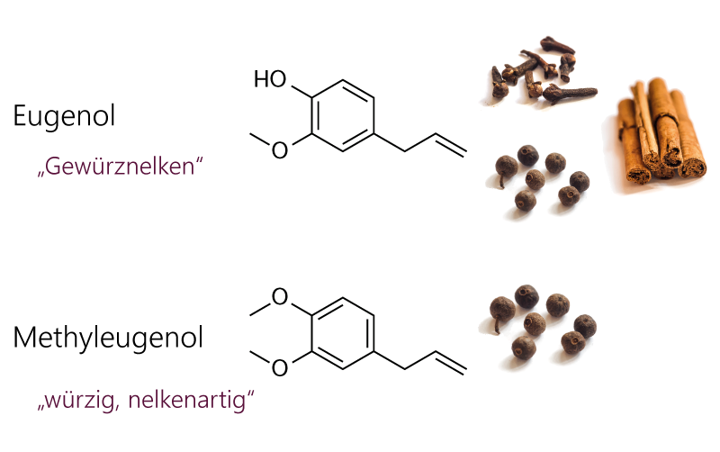 Schlüsselkomponenten im Aroma von Gewürznelken und Piment. Strukturformeln von Eugenol und Methyleugenol.