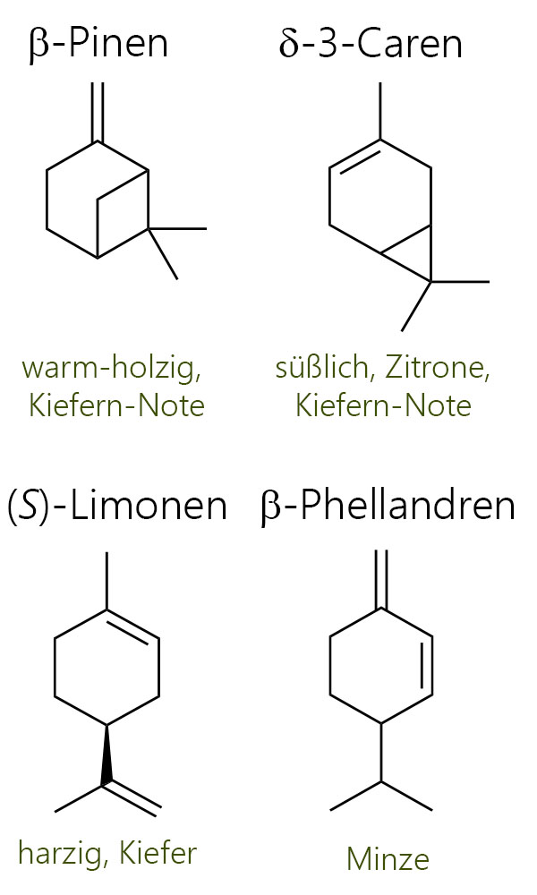 Nach was schmecken Tannenknödel? Charakteristische Monoterpen-Kohlenwasserstoffe in Duft von Nadelbäumen (Coniferen), mit den Strukturformeln von beta-Pinen, delta-3-Caren, (S)-Limonen und beta-Phellandren
