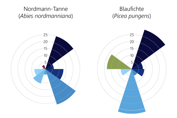 Nach was schmecken Tannenknödel? 
Charakteristische Zusammensetzung des etherischen Öls von Nadeln von Nordmann-Tannen (Abies nordmanniana) und Blaufichten (Picea pungens), unter besonderer Berücksichtigung von alpha-Pinen, Camphen, beta-Pinen, 3-Caren, Limonen und beta-Phellandren.