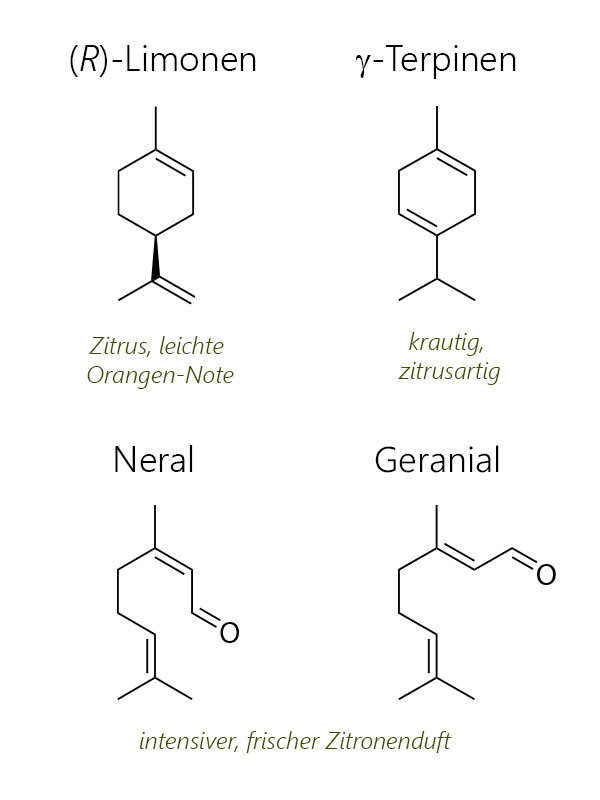 Hauptduftstoffe der Schalen von Zitronatzitrone (Citrus medica) mit Strukturformeln von (R)-Limonen, gamma-Terpinen, Neral und Geranial