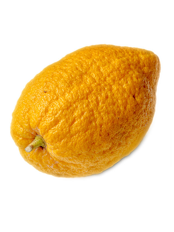 Zitronatzitrone (Citrus medica)