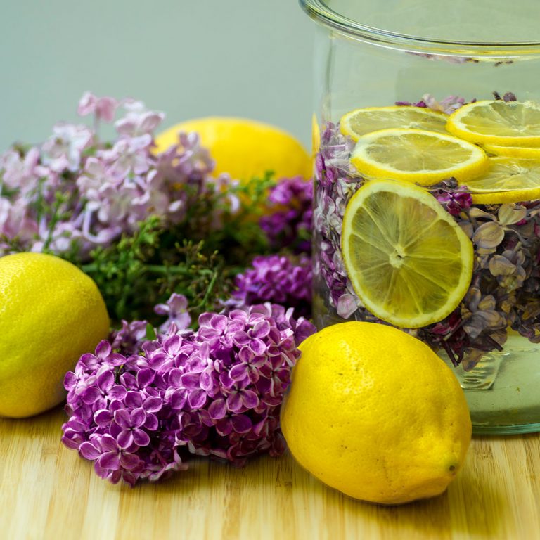 Glas mit einem Ansatz für Fliedersirup, mit fliederblüten und Zitronen.