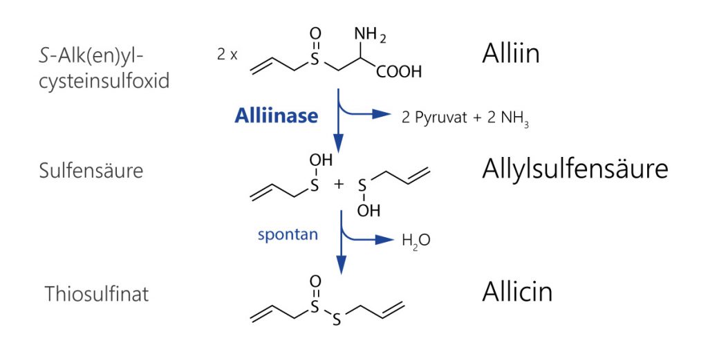 Abbau von S-Alk(en)yl-Cyteinsulfoxiden (Alliin) durch die Alliinase zu Sulfensäuren und schließlich zu Thiosulfinaten (Allicin).