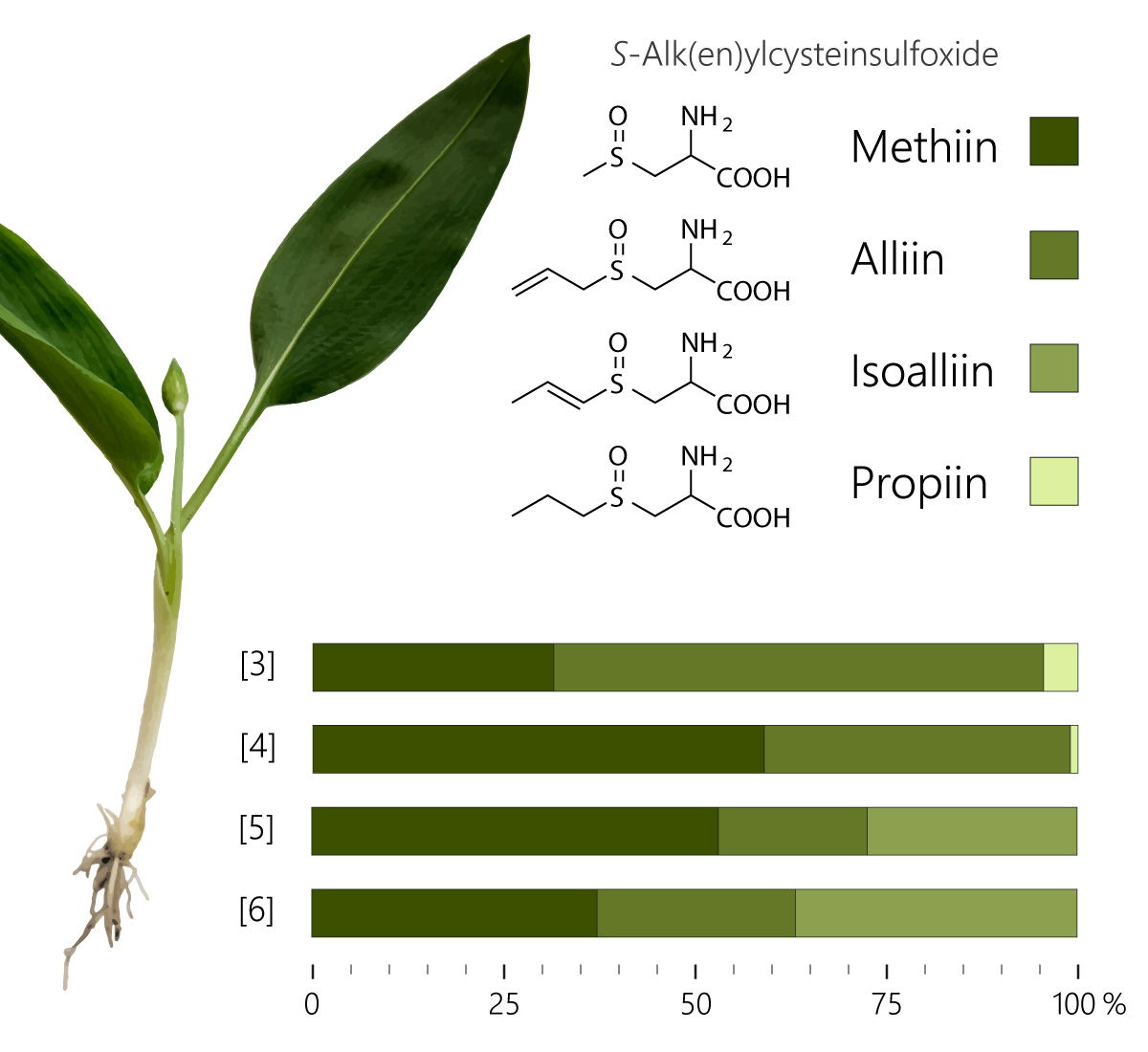 Ausgangsstoffe für das Aroma von Bärlauchöl: Strukturformeln von S-Alk(en)yl-Cyteinsulfoxide von Bärlauch (Allium ursinum)