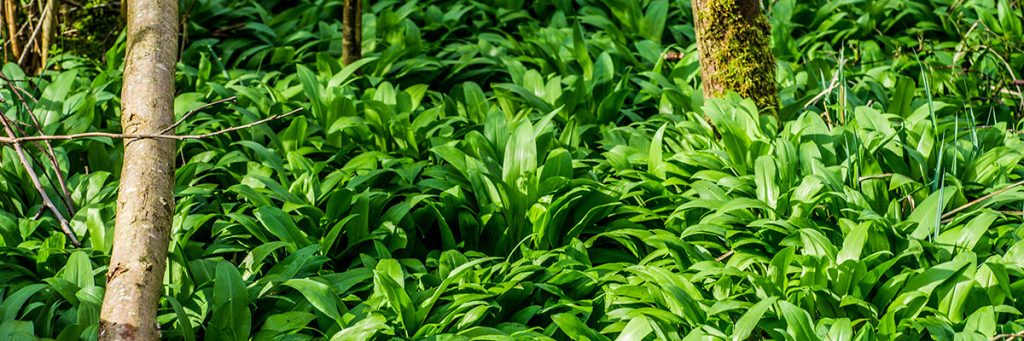 Flächendeckender Bestand von Bärlauch (Allium ursinum), der Hauptzutat von Bärlauchöl.