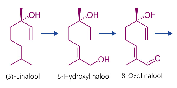 Das Aroma von Fliedersirup: Biosynthese von Fliederaldehyden (lilac aldehydes) und Fliederalkoholen (lilac alcohols, ausgehend von (S)-Linalool über 8-Hydroxylinalool und 8-Oxolinalool.