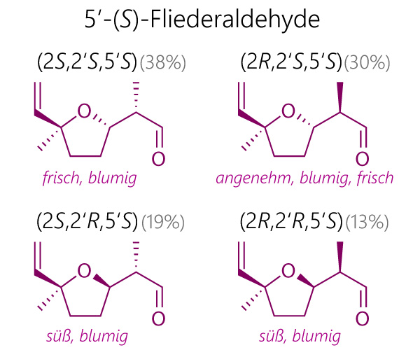 Strukturformeln und Geruchseigenschaften der vier verschiedenen Stereoisomere von 5'-(S-)-Fliederaldehyd (lilac aldehyde) - den geruchtprägenden Duftstoffen von Fliedersirup.