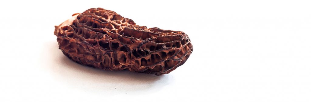 Spitzmorchel (Morchella elata)