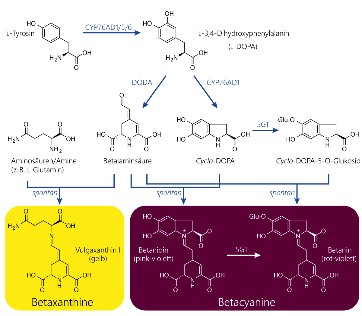 Biosynthese von Betalain-Pigmenten aus L-Tyrosin, Mit Strukturformeln von L-Tyrosin, L-DOPA, Cyclo-L-DOPA, Betalaminsäure, Vulgaxanthin I, Betanidin und Betanin.