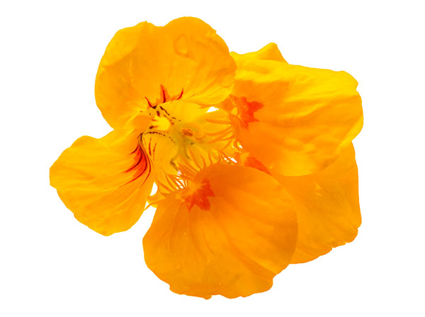 Gelbe Kapuzinerkresse-Blüte (Tropaeolum majus) (Tropaeolaceae)