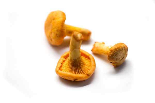 Frische Pfifferlinge (Cantharellus cibarius)