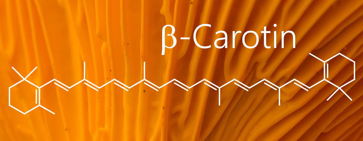 Strukturformeln der Carotinoide beta-Carotin und Lutein den beiden wichtigsten Pigmenten von Echten Pfifferlingen (Cantharellus cibarius).