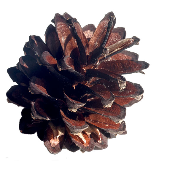 Reifer, weiblicher Kiefernzapfen von der Waldkiefer (Pinus sylvestris)