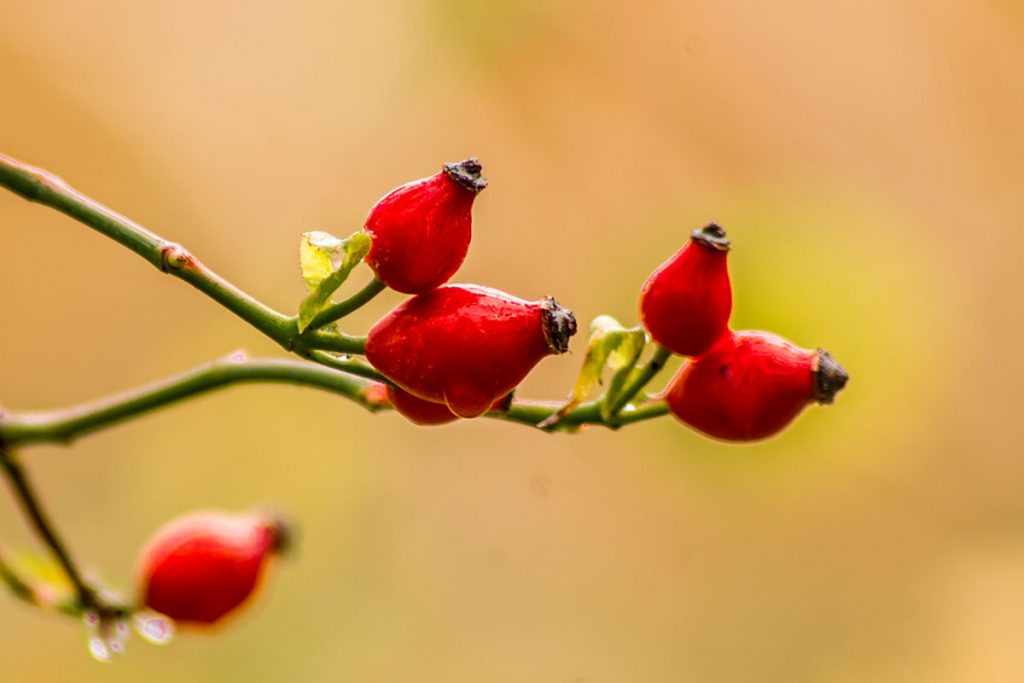 Hagebutten der Hundsrose (Rosa canina)
