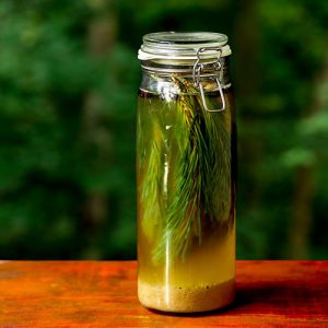 Drahtbügelglas mit einem Ansatz von Wasserkefir auf Basis von Kiefernzapgen-Tee, Birnensaft, Ahornsirup, Wacholderbeeren und Kiefernzweifen (Pinus sylvestris).