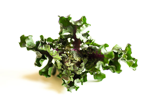 Ein Röschen von Flower Sprouts (Kalettes, Kohlröschen, Wilder Rosenkohl), einer Kreuzung aus Rosenkohl und Grünkohl.