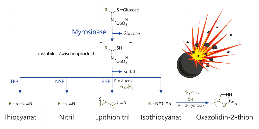 Schema zum Abbau von Glucosinolaten durch das Enzym Myrosinase zu Isothiocyanaten, Nitrilen, Epithionitrilen, Thiocyanaten und Oxazolidin-2-thionen.