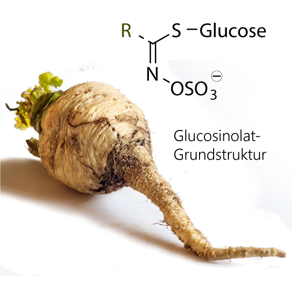 Ein Teltower Rübchen (Brassica rapa ssp. rapa f pygmaea teltoviensis) mit der Strukturformel der Glucosinolat-Grundstruktur