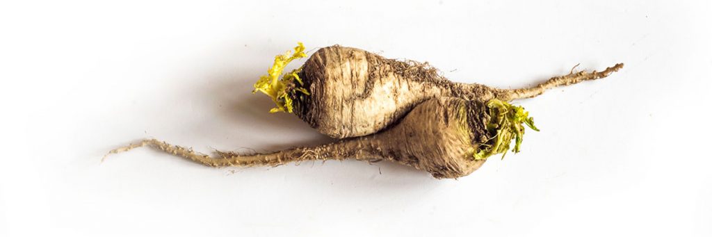 zwei echte Teltower Rübchen (Brassica rapa ssp. rapa var. pygmaea teltoviensis)