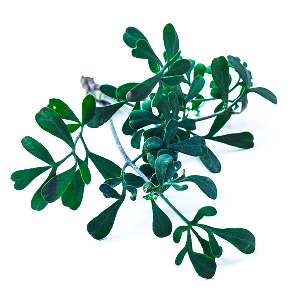 Ein Blattbüschel der Weinraute (Ruta graveolens), eine der überlieferten Zutaten von Moretum, einer Art Peato aus dem alten Röm.