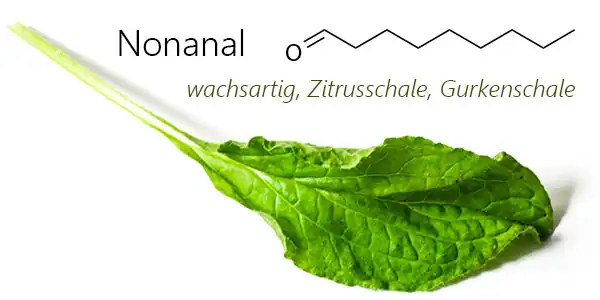 Strukturformel von Nonanal, einer der Hauptkomponente m Duft von Borretsch (Boretsch oder Gurkenkraut) (Borago officinalis) - eines der sieben Kräuter in der Frankfurter Grüne Soße
