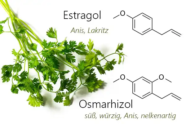 Einige Zweige von Kerbel (Anthriscus cerefolium) - eines der sieben Kräuter in der Frankfurter Grüne Soße. Strukturformeln von Estragol (Methylchavicol; 1-Allyl-4-methoxybenzol) und Osmorhizol (1-Allyl-2,4-dimethoxybenzol), den beiden Hauptkomponenten in Duft von Kerbel.