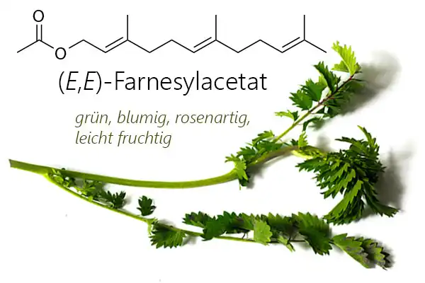 Strukturformel von (E,E)-Farnesylacetat, einem potentiellen Duftstoffen von Pimpinelle oder Kleiner Wiesenknopf (Sanguisorba minor) - eines der sieben Kräuter in der Frankfurter Grüne Soße