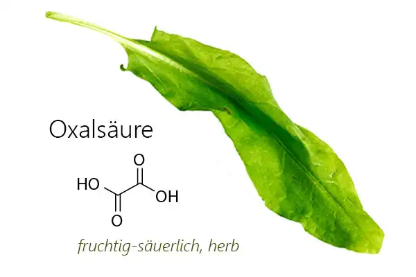 Strukturformel von Oxalsäure, der Hauptgeschmackskomponente von Sauerampfer (Rumex acetosa) - eines der sieben Kräuter in der Frankfurter Grüne Soße